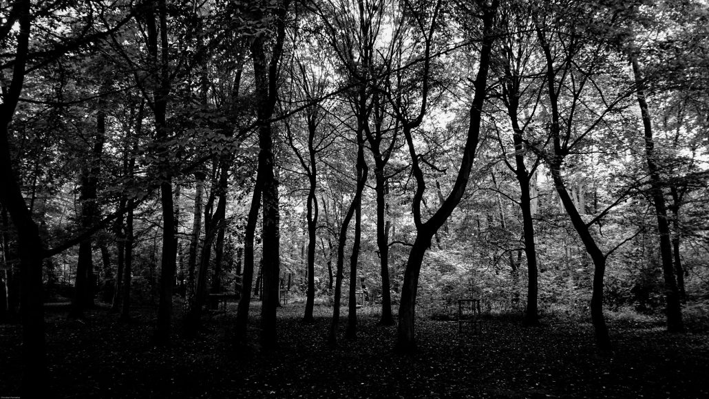 Promenons-nous dans les bois