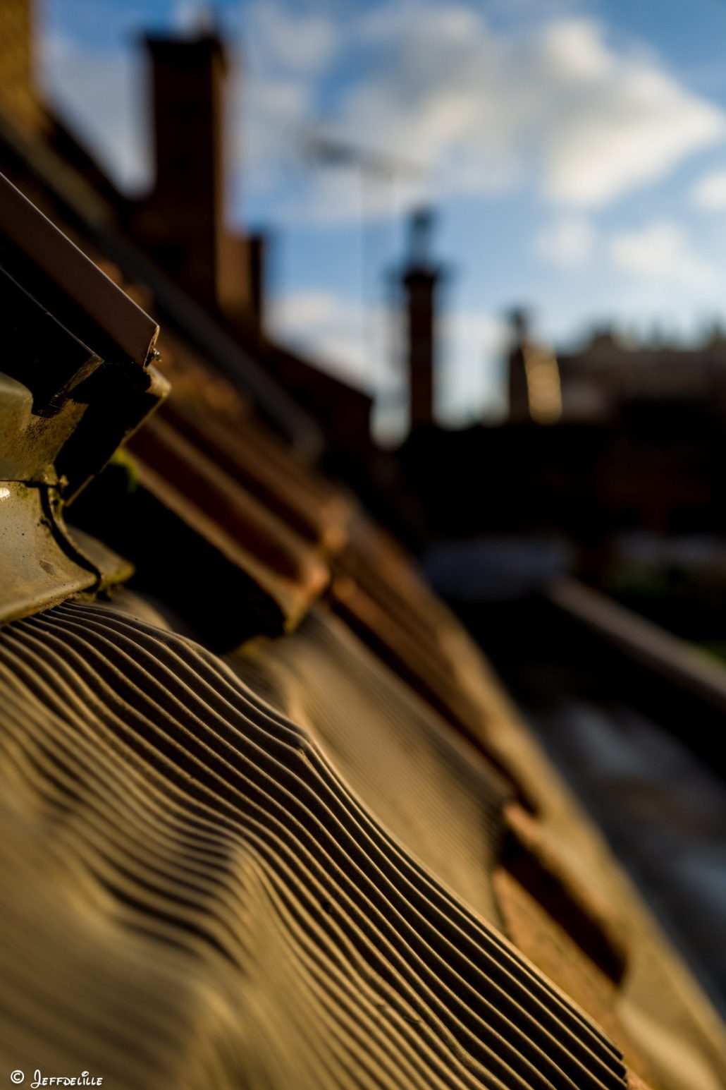 vue d’un chat de gouttière!