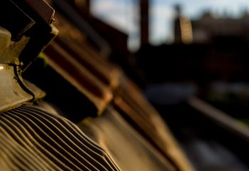 vue d'un chat de gouttière!