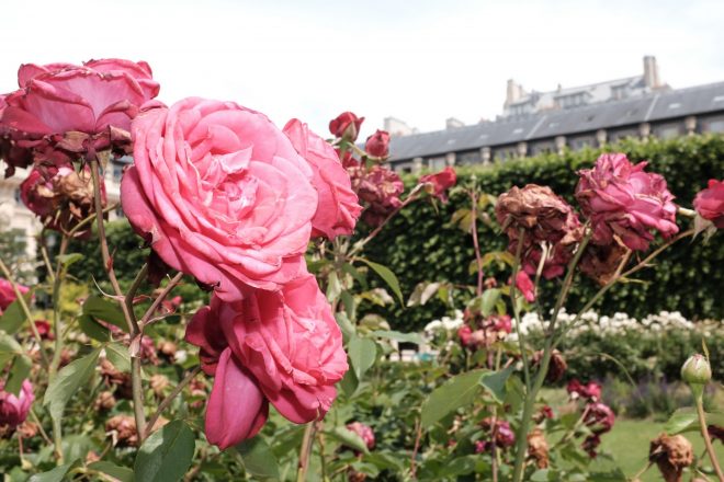 Roses du Palais Royal