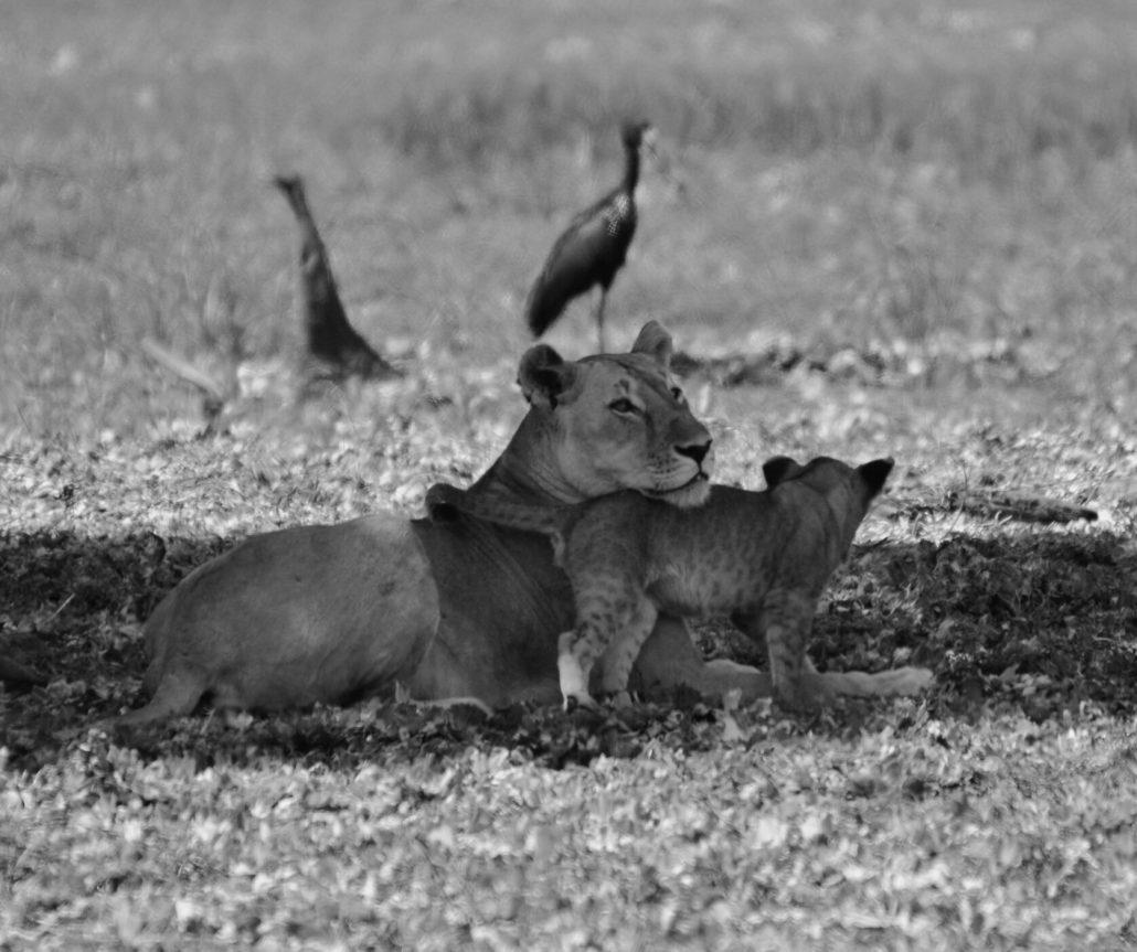 Tendresse dans la savane