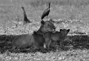 Tendresse dans la savane