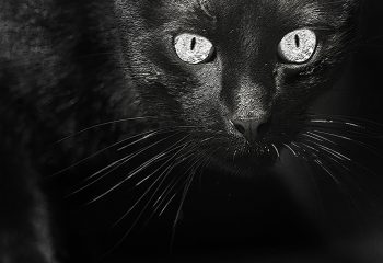 Réglisse le chat noir