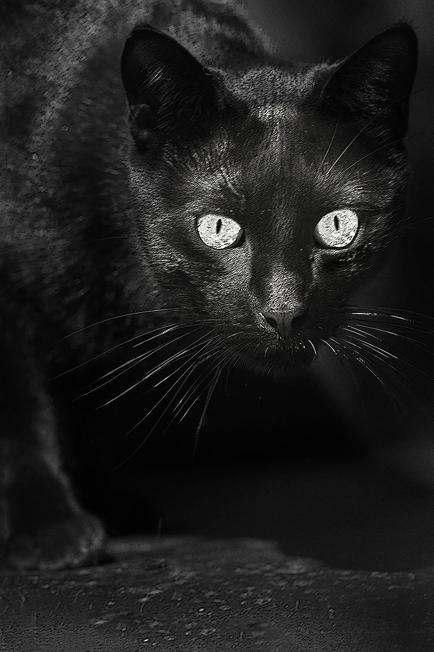 Réglisse le chat noir