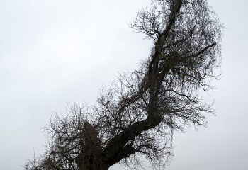 l'arbre foudroyé