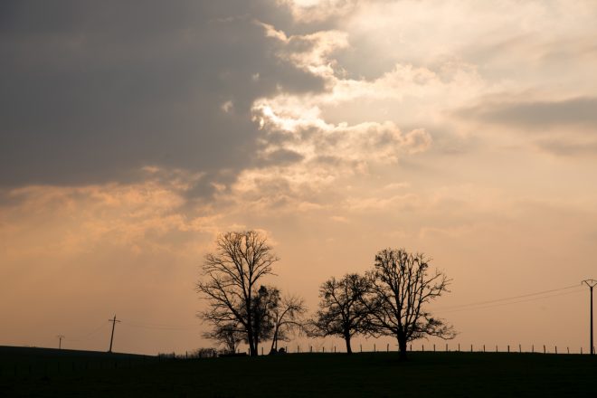 Petits arbres sans prétention