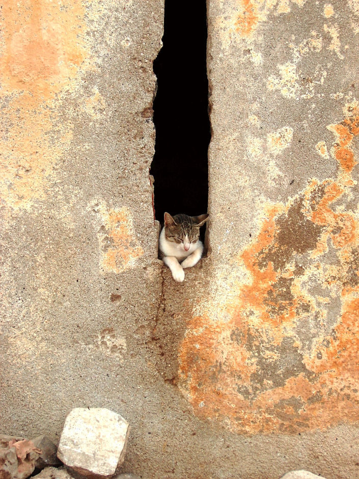 Chat sur l’Ile de Gorée