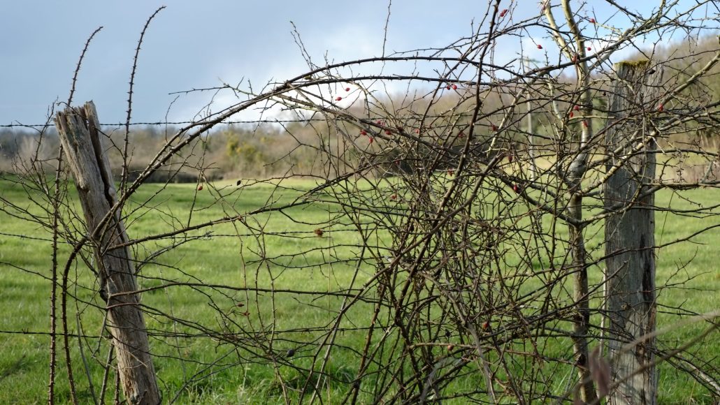 Clôture de pâturage 1