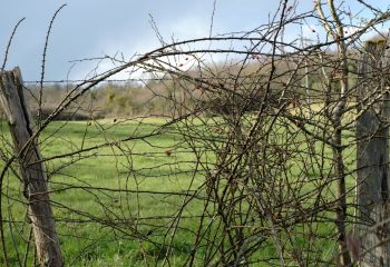 Clôture de pâturage 1