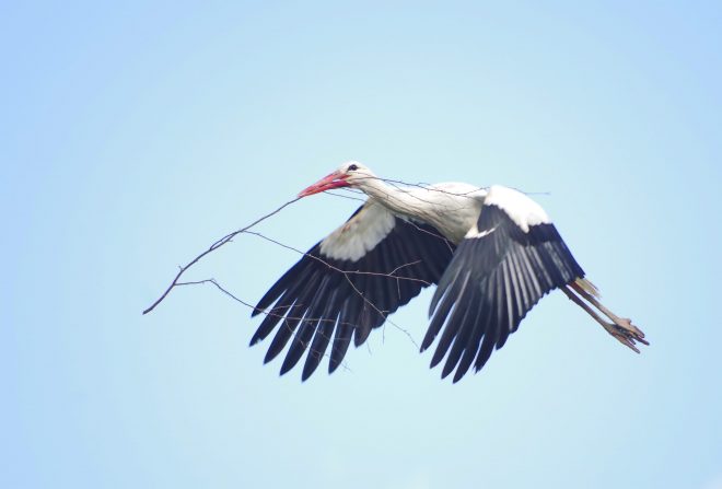 le vol de la cigogne blanche