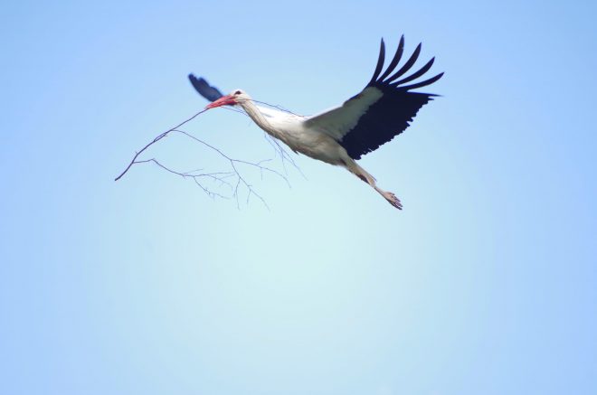 le vol de la cigogne blanche