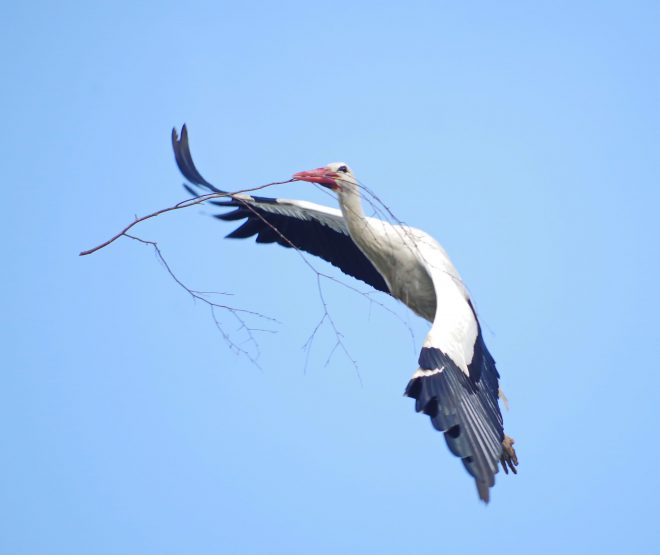 le vol de la cigogne blanche