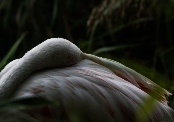 flamant rose