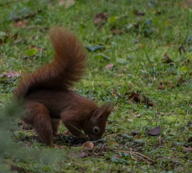les p'tits rouquins de la Tête d'Or