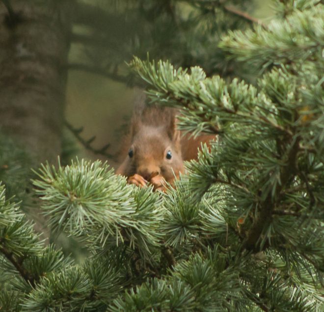 les p'tits rouquins de la Tête d'Or