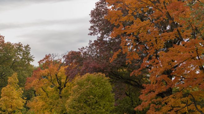 Automne à Central Parc
