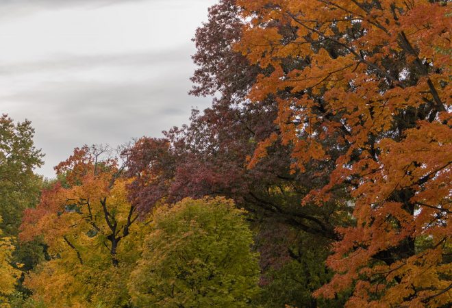 Automne à Central Parc