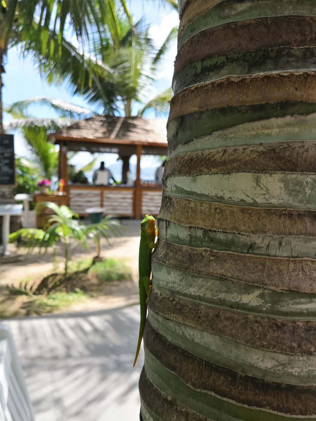 Auprès de mon arbre