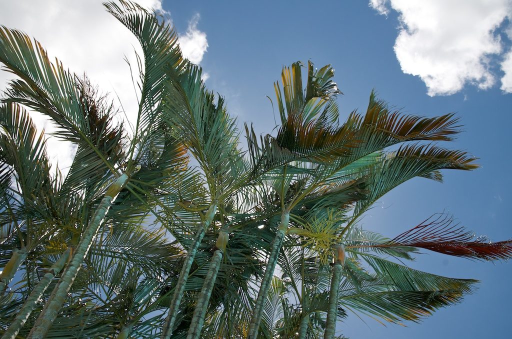 Palm