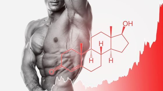Biological Effects of Testosterone Hormone in Our Body.