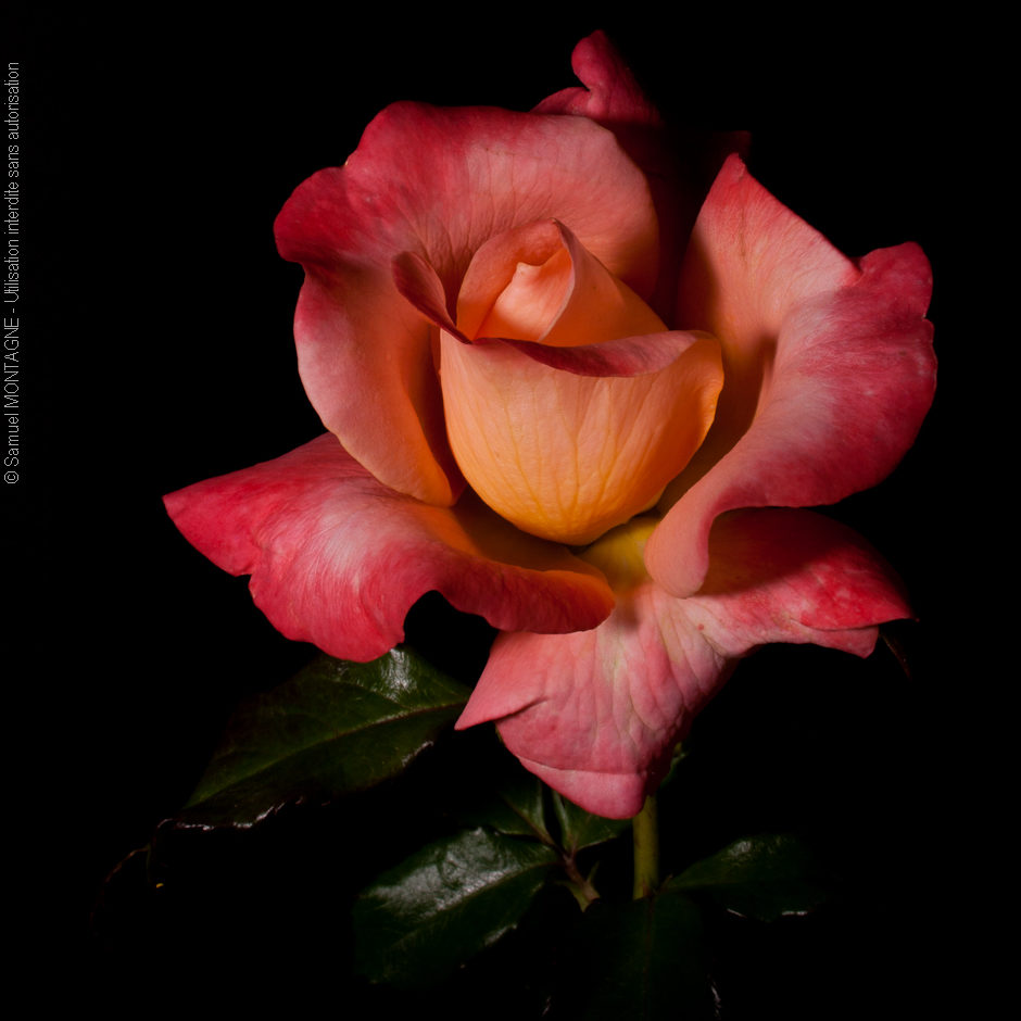 Mignonne, allons voir si la rose