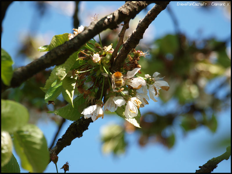 C’est le Printemps !