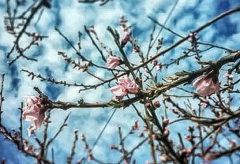 Cherry trees blossom time