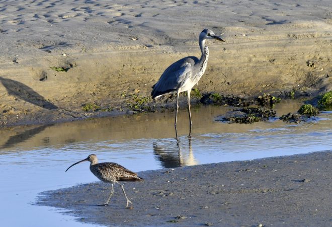Les oiseaux de La Ria aux Conquet.