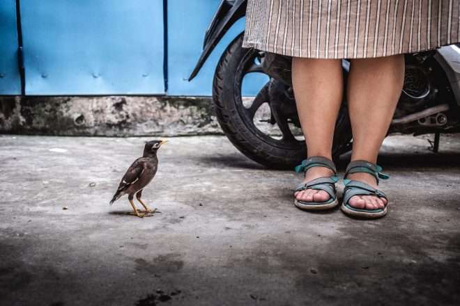 The bird and the girl