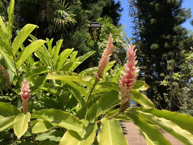 Réunion exotique