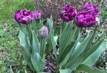 Printemps de tulipes