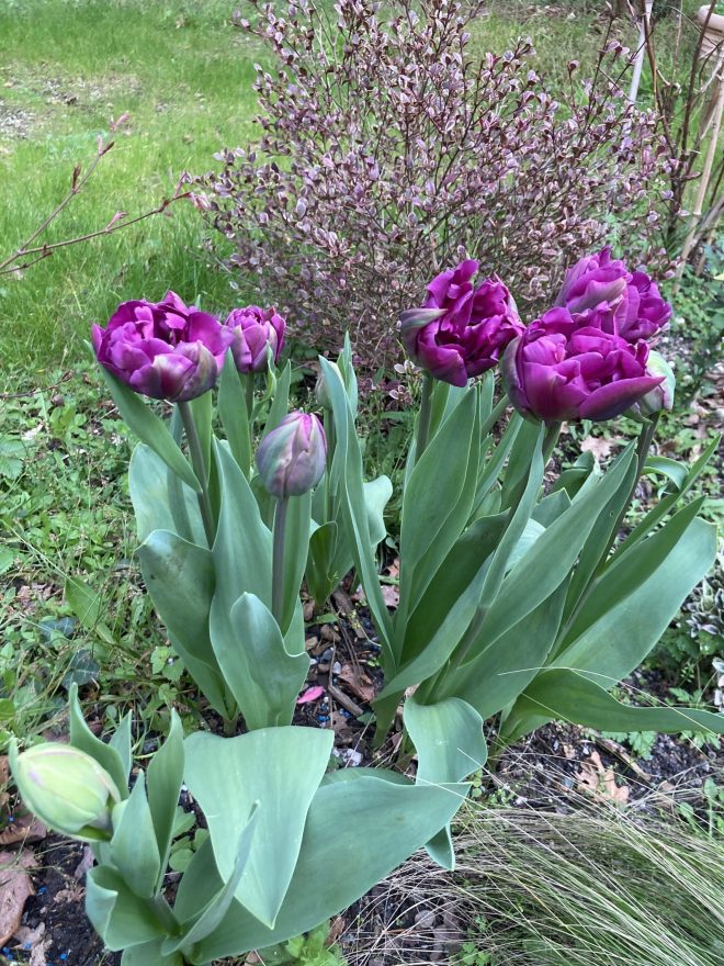 Printemps de tulipes