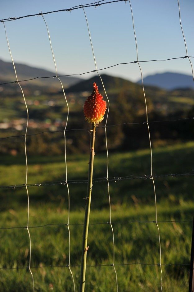 Promenade au réveil.