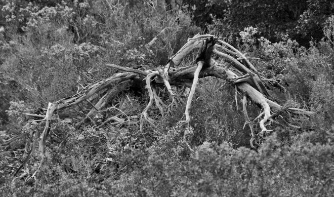 Comme un arbre mort, il tend ses branches