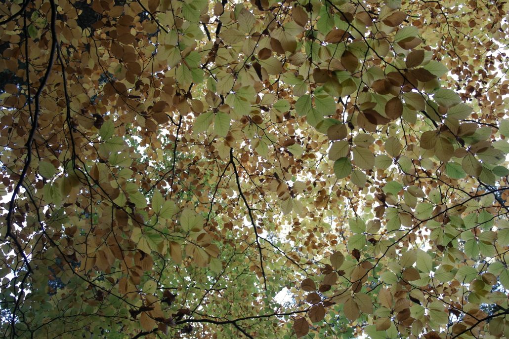 Plafond de feuilles