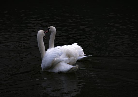 Un Signe...Pour deux