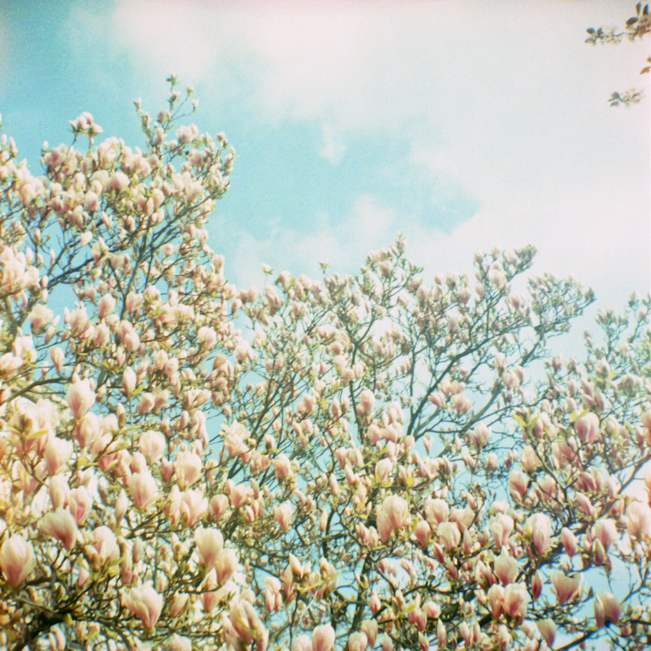 Les magnolias …