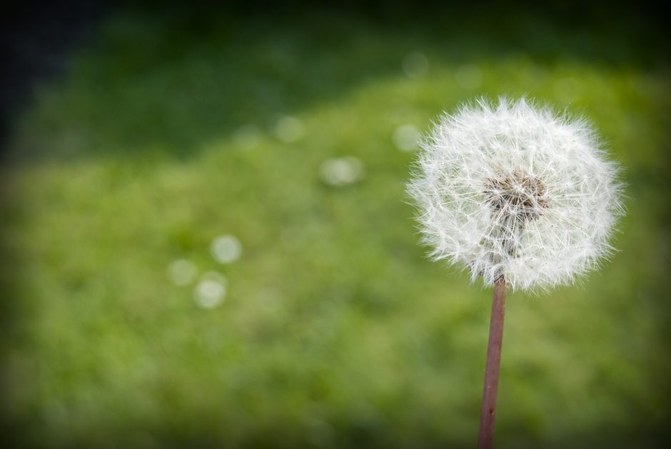 Dandelion macro