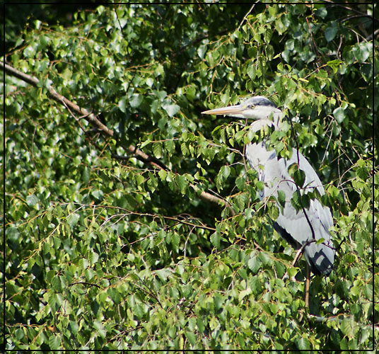 Le héron perché sur son arbre