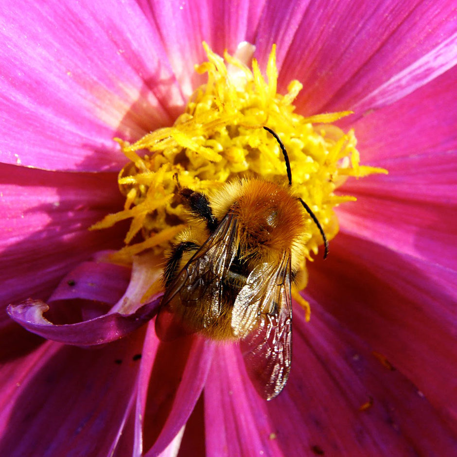 bumblebee1