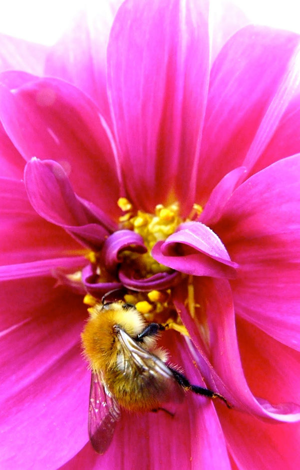 bumblebee3