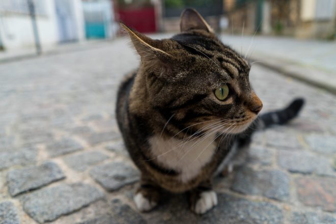 Le chat de la rue Daviel