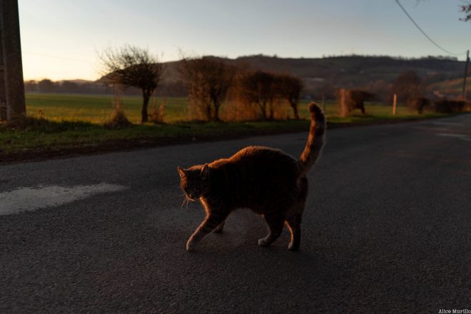 Le chat de Boudieu
