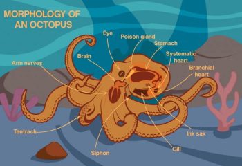 How Many Hearts Do Octopus Have?