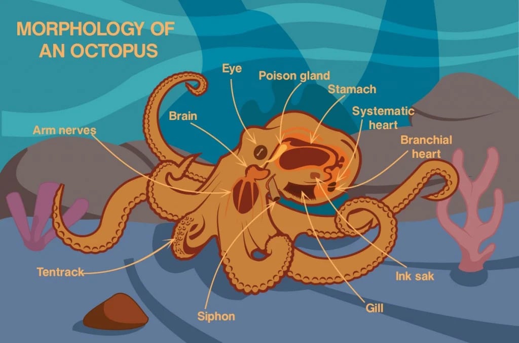 How Many Hearts Do Octopus Have? | Lense