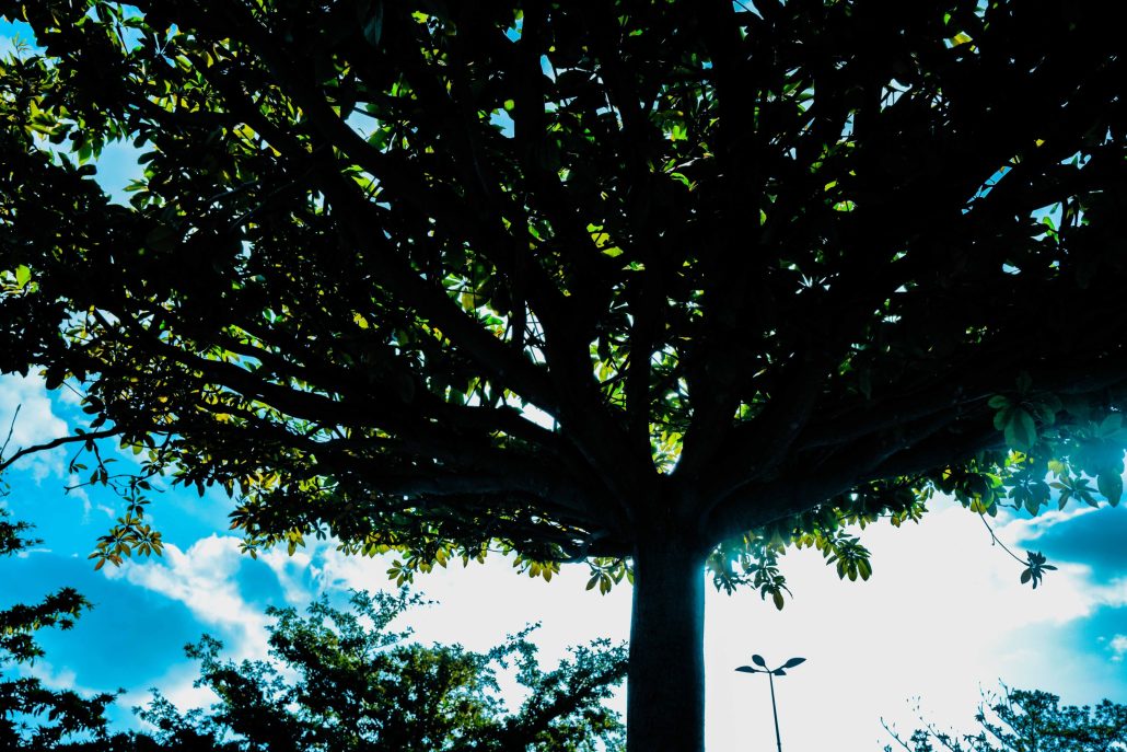 L’arbre qui cache le soleil
