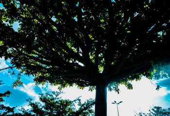 L'arbre qui cache le soleil