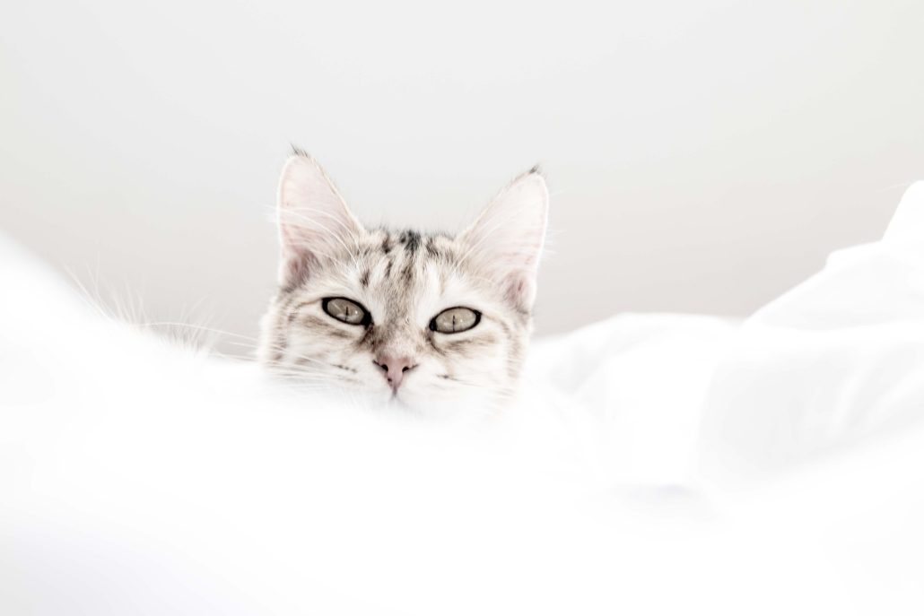 Chat de nuage