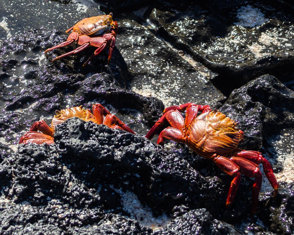 Crabes rouges des galapagos