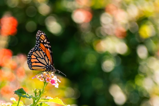 Printemps Hermann Park